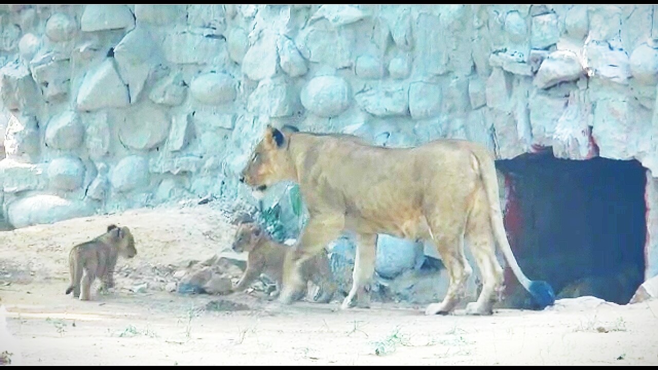 30 दिन बाद नन्हे शावकों को लेकर बाहर निकली शेरनी परी