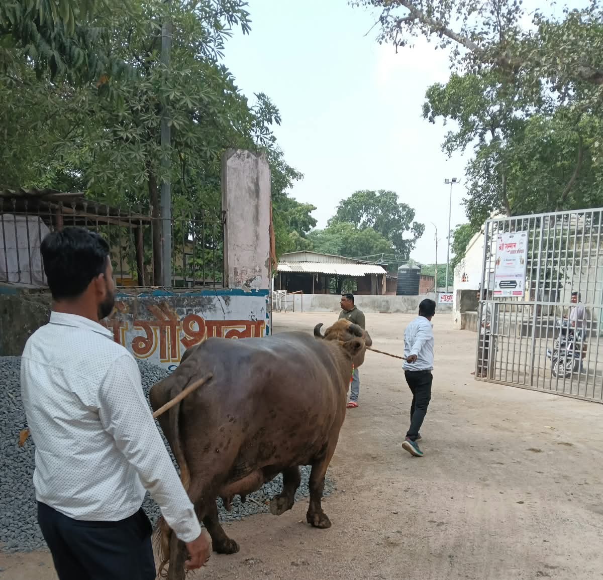 ग्वालियर में डेयरी संचालकों के खिलाफ नगर निगम सख्त: सड़क पर बांधी भैंसें तो मदाखलत अमले ने किया जब्त